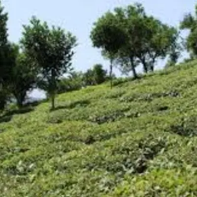 فروش فوری زمین، روستای بازنشین رحیم اباد