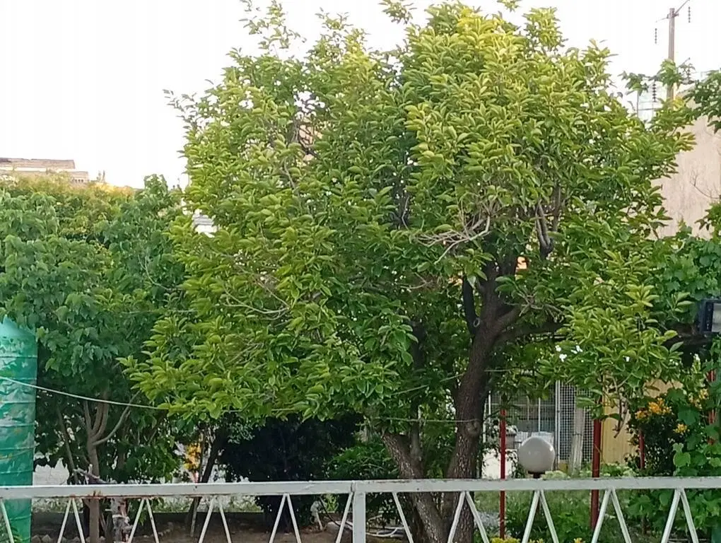 فروش ویلایی