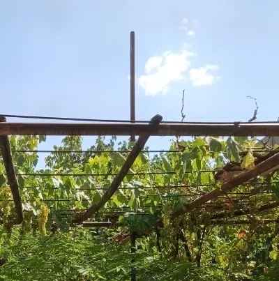 زمین جمهوری