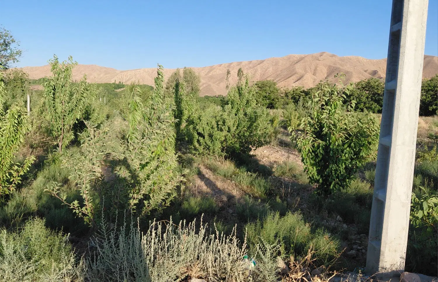 زمین و باغ و زمین باغی