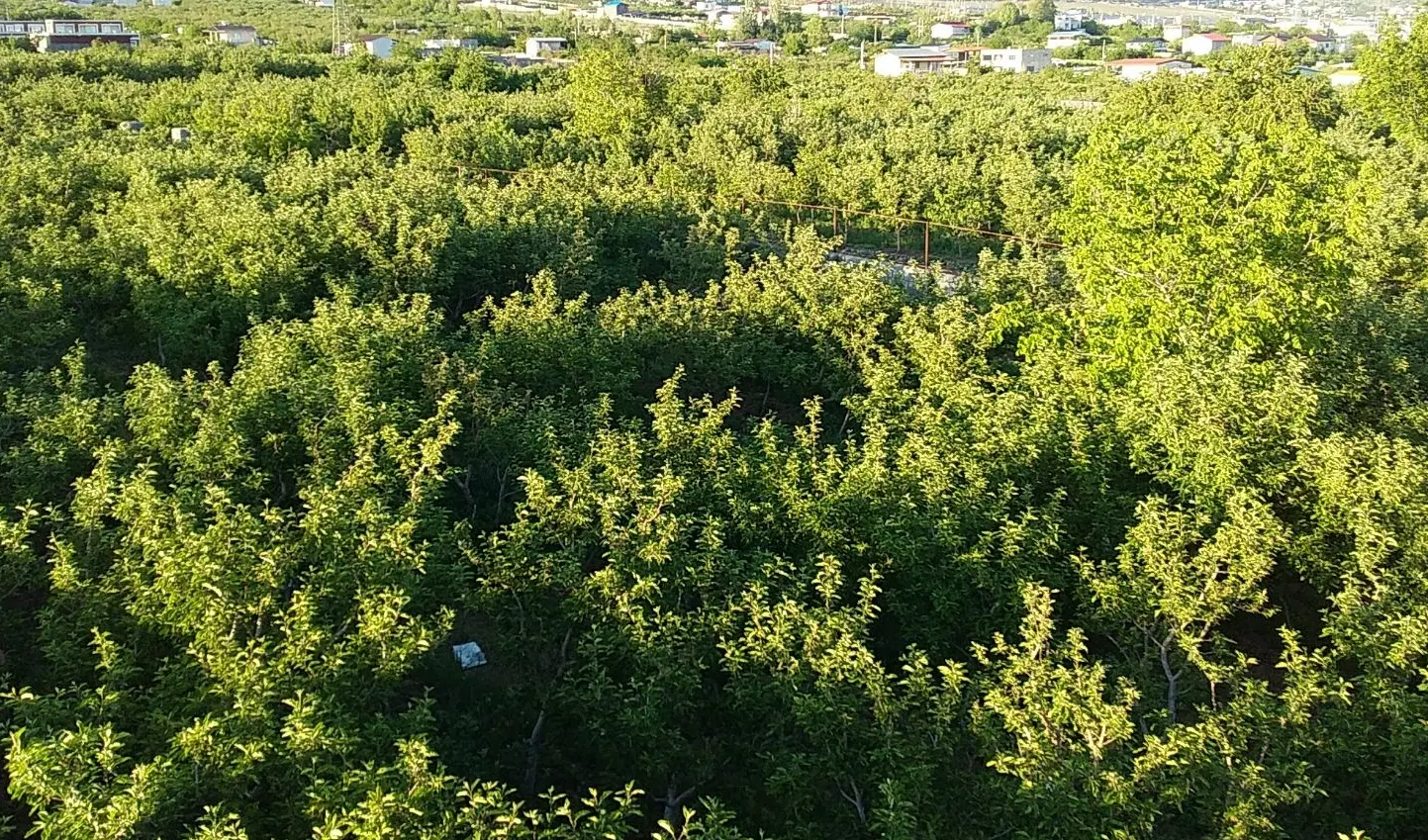 سند تکبرگ داخل بافت بالا سهمیه آب آبادی