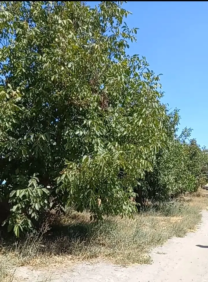 باغ هکتاری دور دیوار سنددار با آب مدار چناران