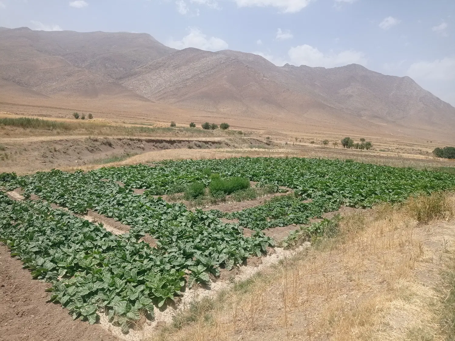 فروش بیش از سه هکتار زمین کشاورزی حاجی اباد(ویست)