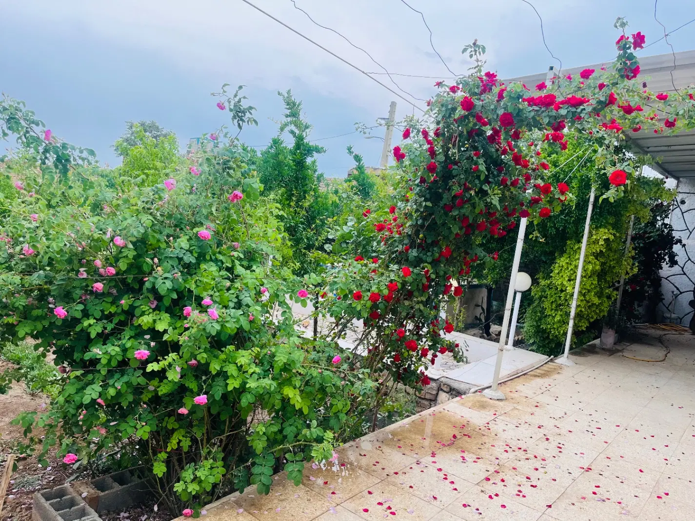 باغ ویلا