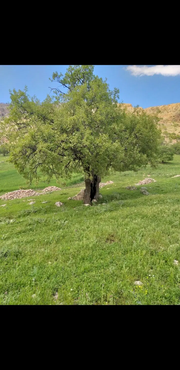 یک قطعه زمین مسکونی در اسمان اباد محله صید نظری