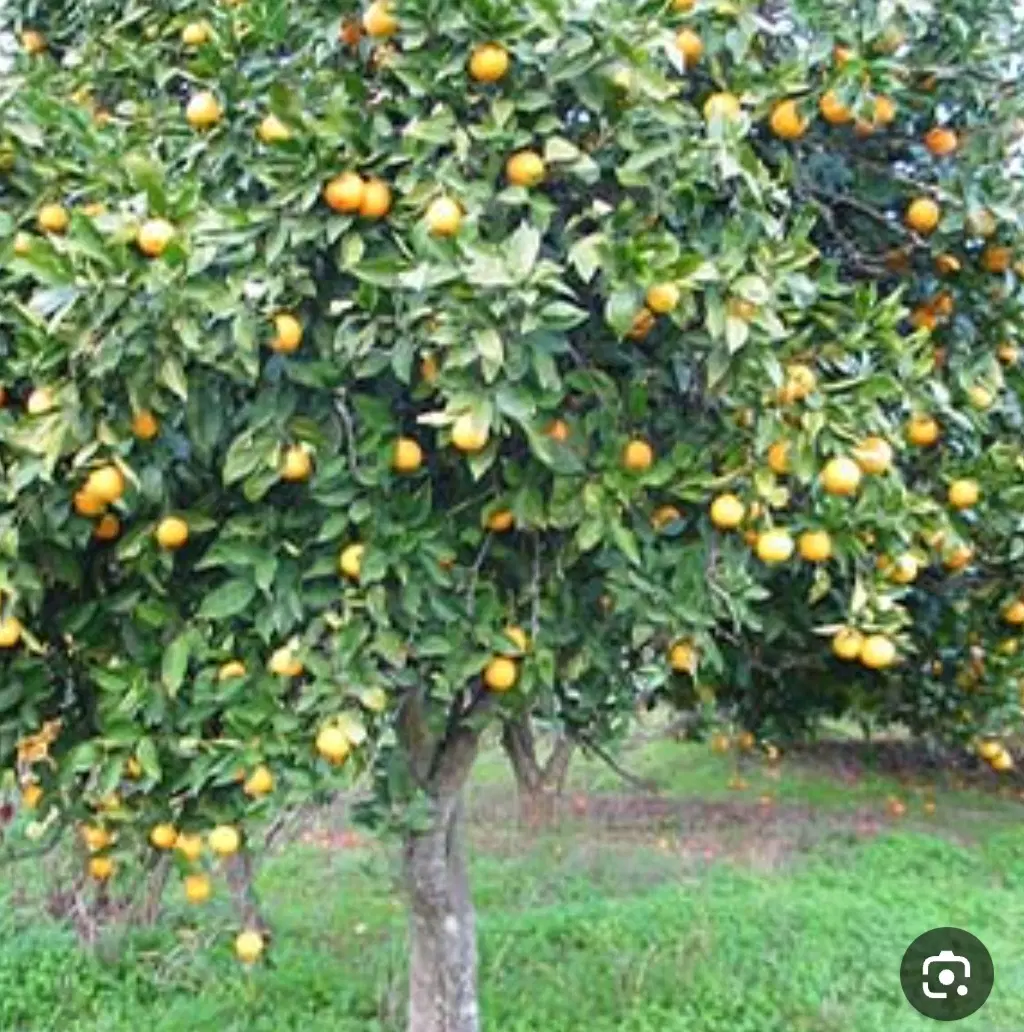 فروش باغچه