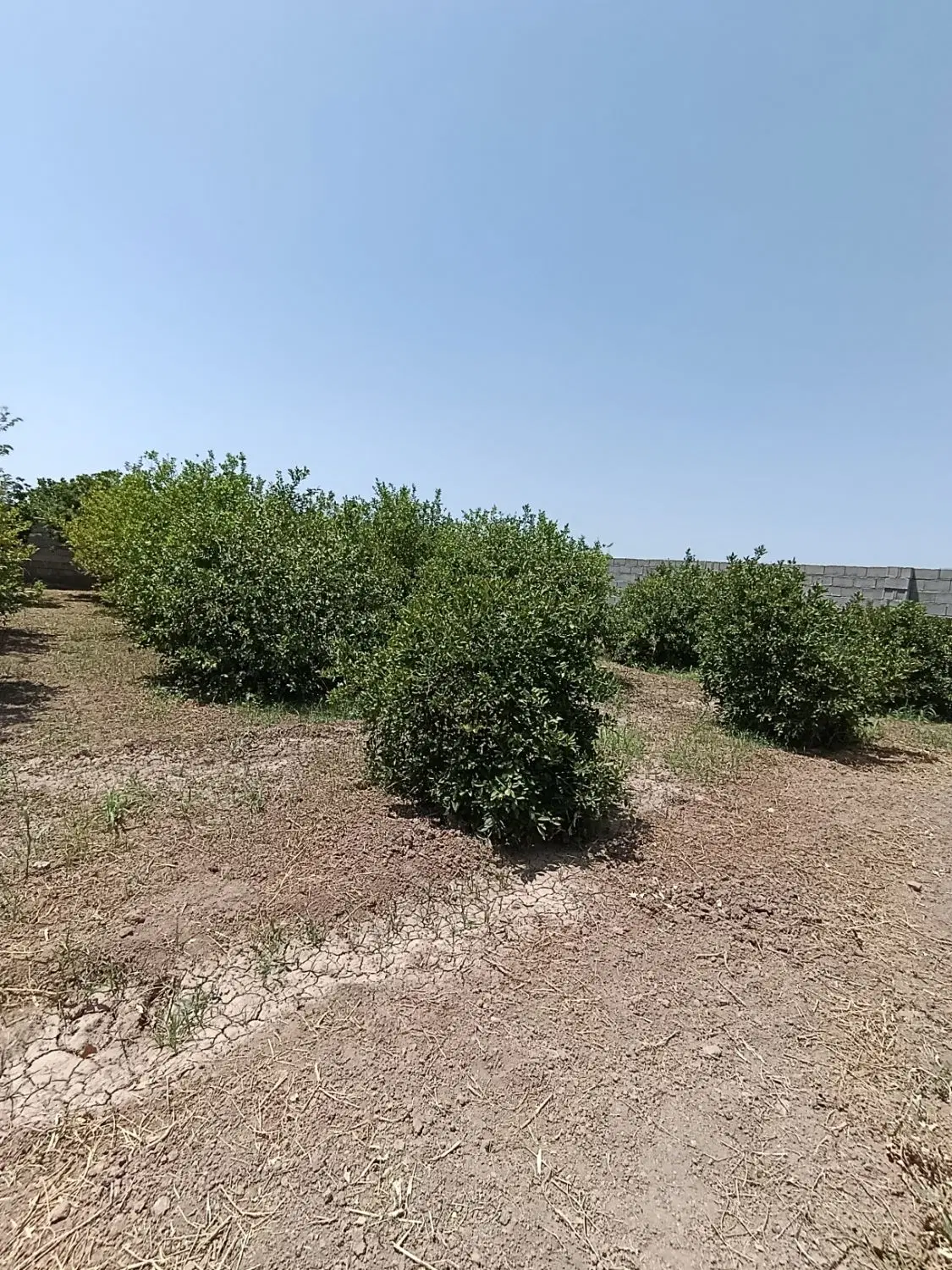 فروش زمین منتظری برق دار