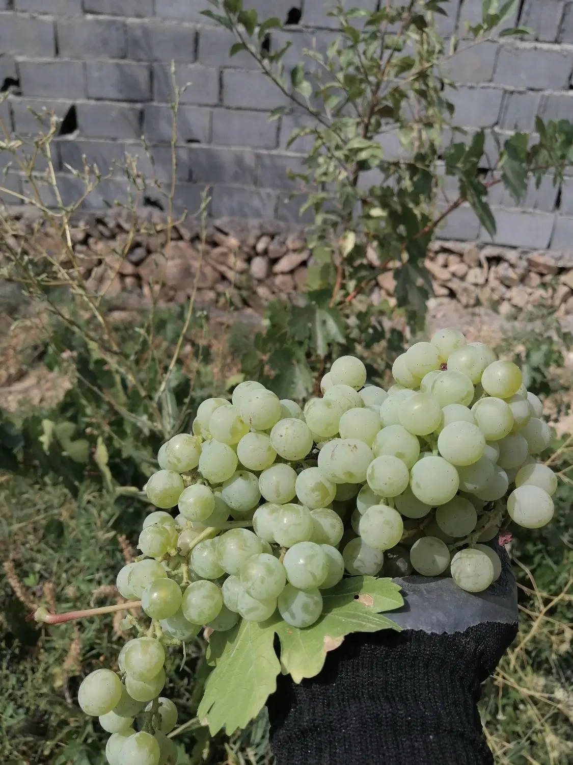 باغ هزار مترسند تک برگ زمین کشاورزی مسکونی گر کان