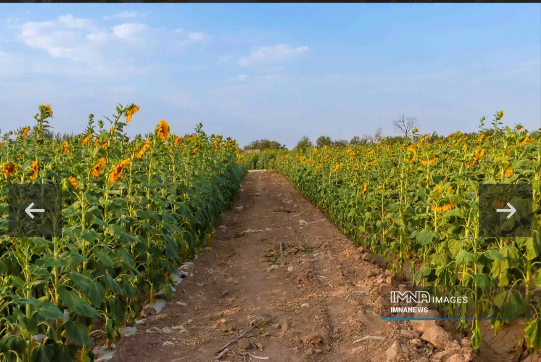 فروش زمین کشاورزی