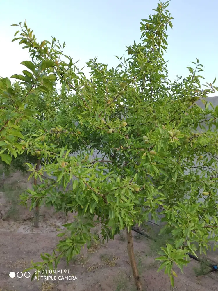 فروش زمین خانه باغی