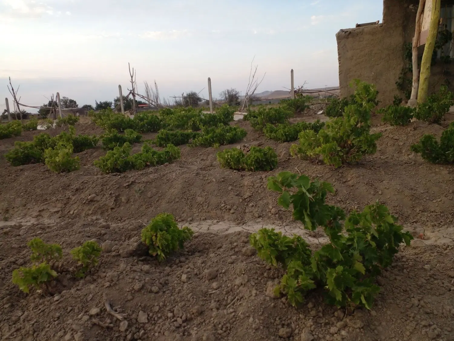 باغ انگور در محر اباد ۵ کیلومتری همدان