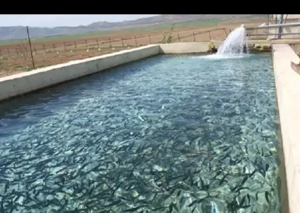 حوضچه پرورش ماهی