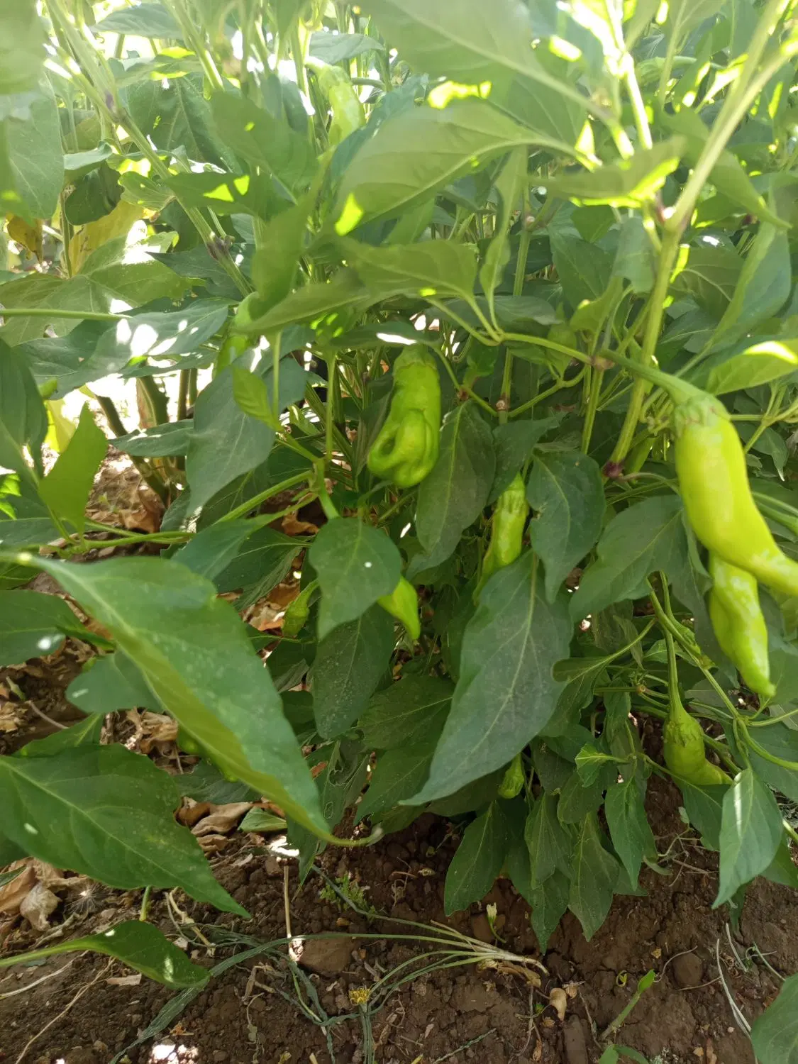 زمین مناسب باغچه