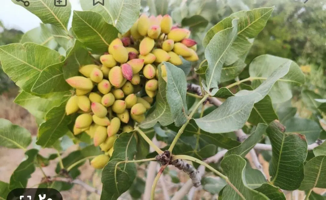 فروش باغ و باغچه