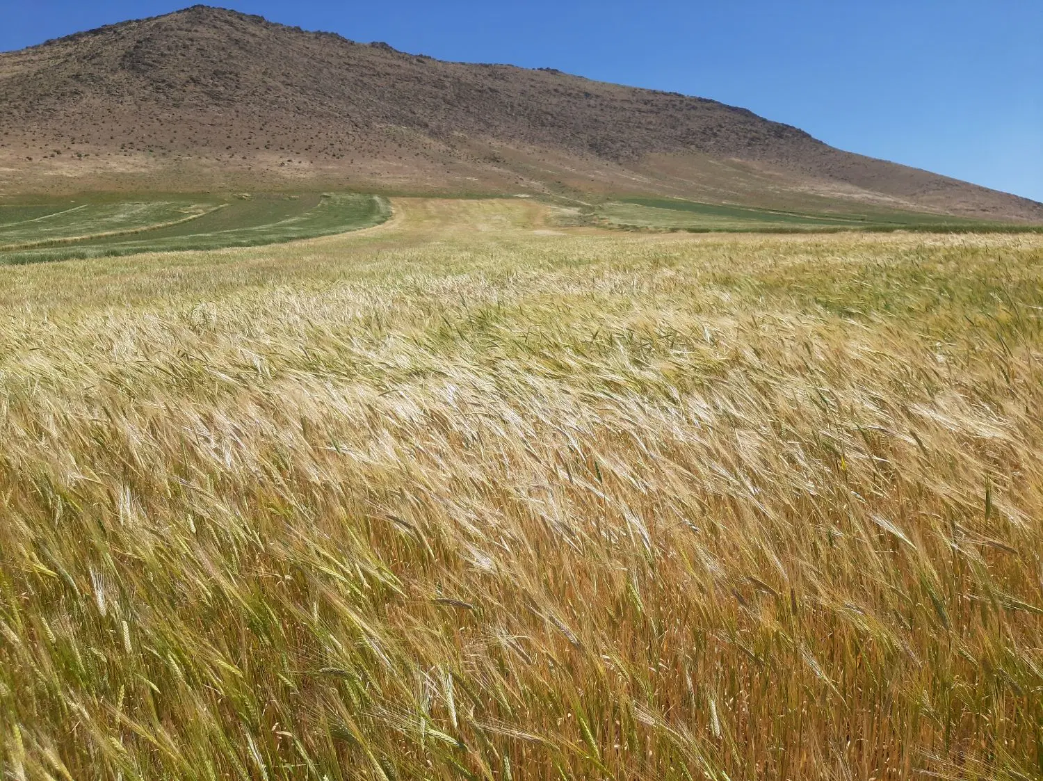 زمین دیم اجاره میکنم