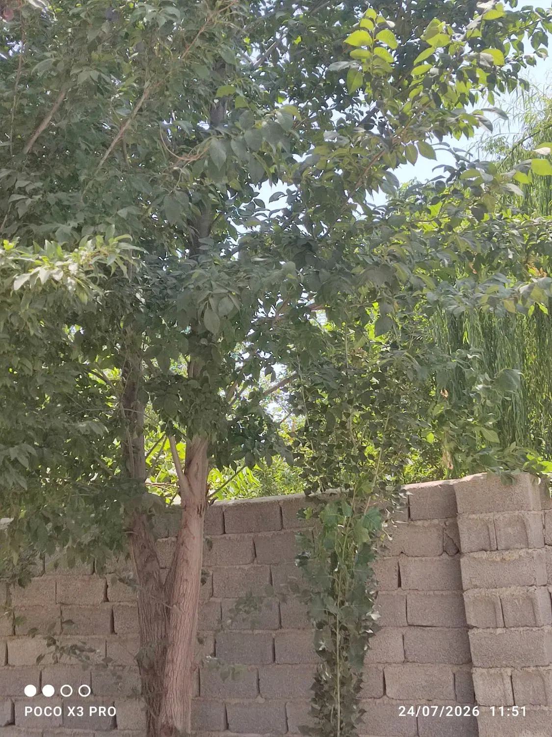 باغچه 300  مفید  شهرکی