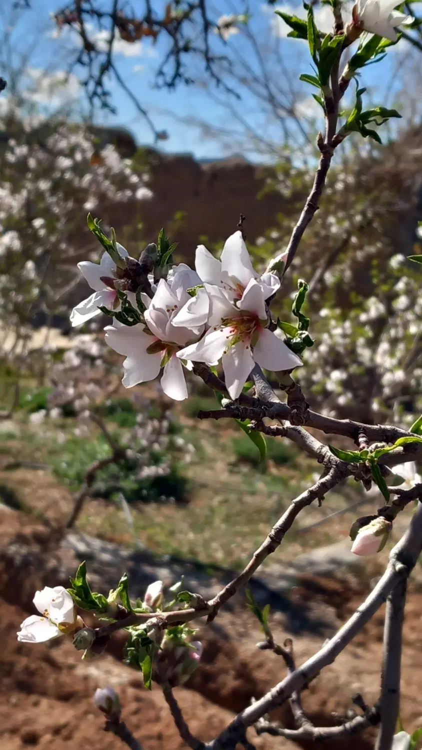 زمین کشاورزی