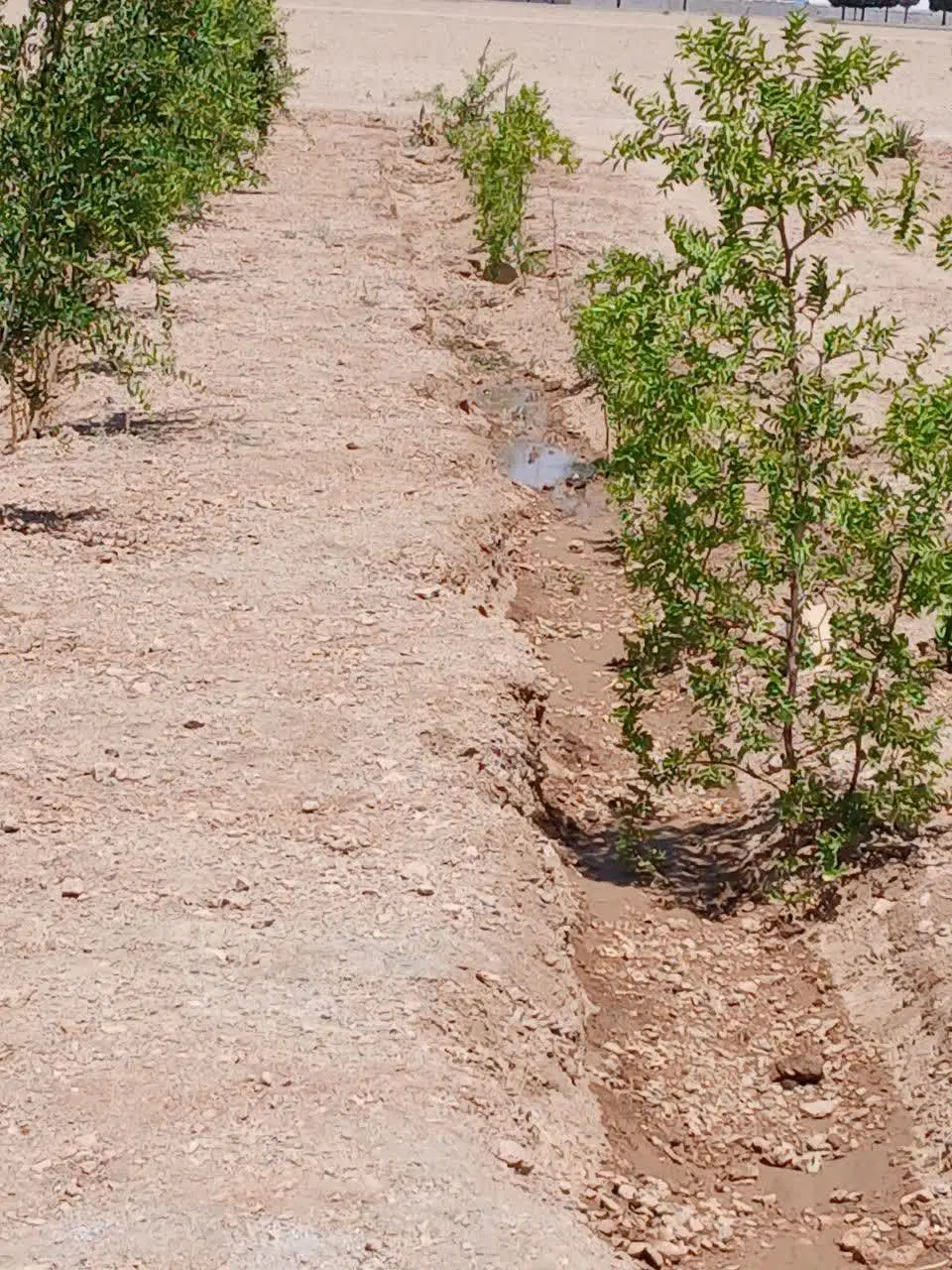 باغ ۱۰۰۰ متری