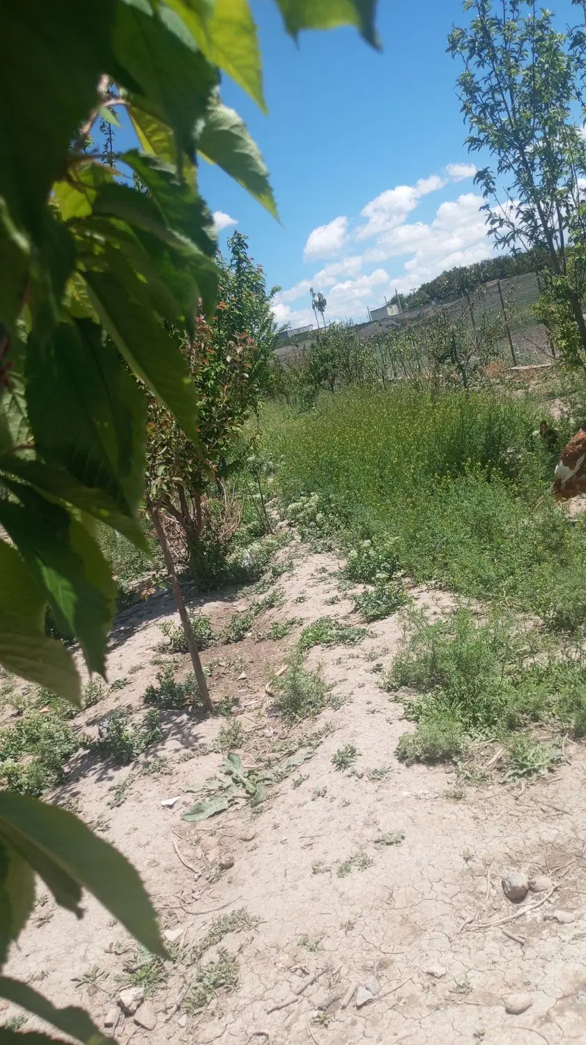 باغ ویلایی