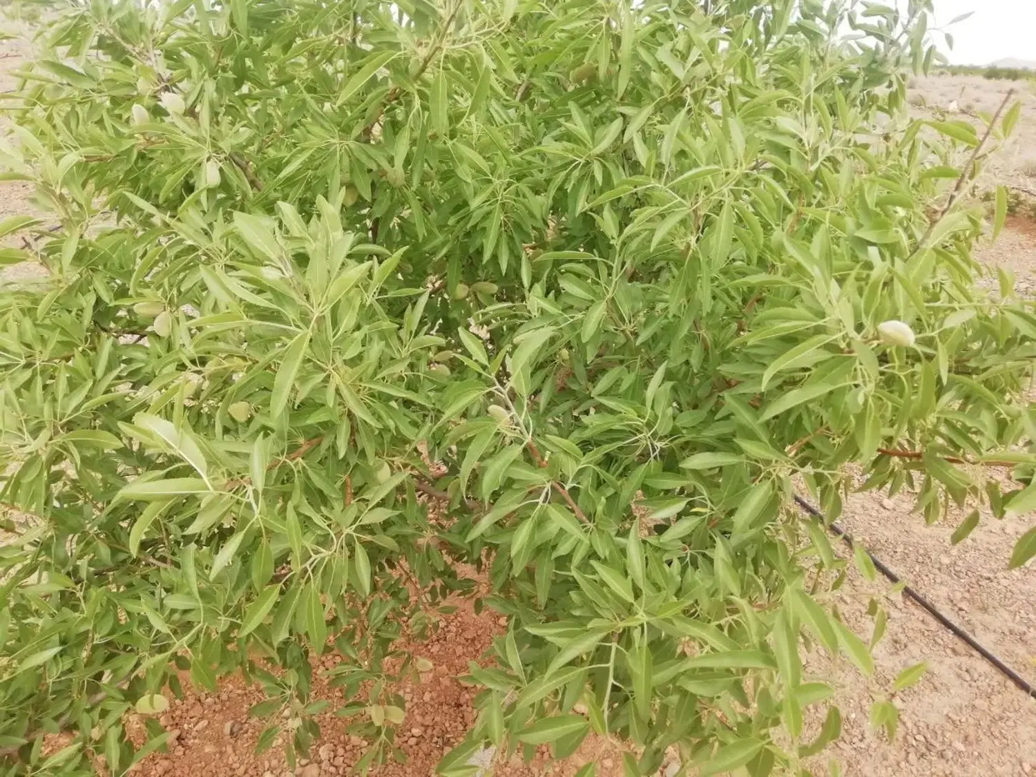 باغ قنوات