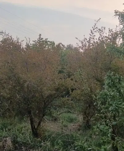 فروش 10 سهم انارستان جلال اباد