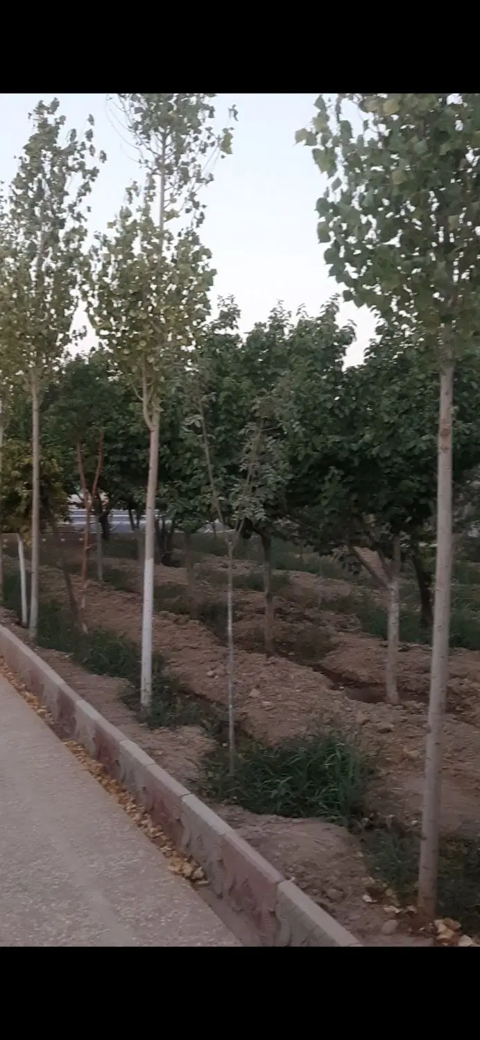 باغچه یوسف رضا