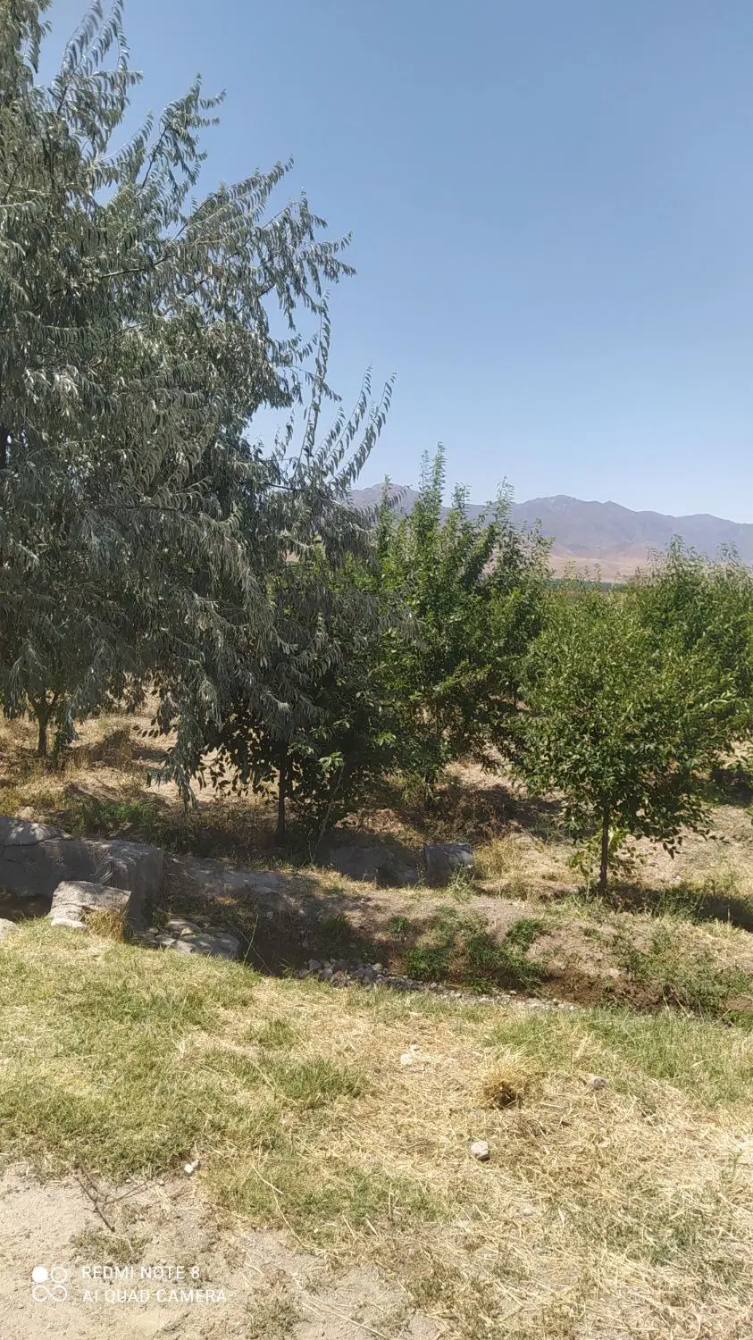 باغ سیب