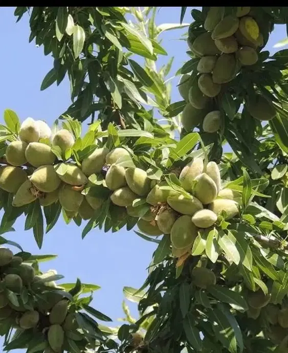 زمین باغی دیوارکشی شده