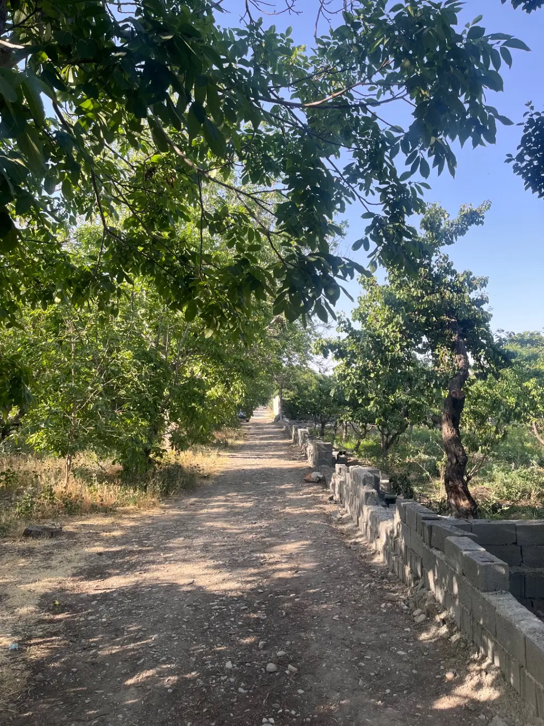 ۲۵۰ متر باغچه خوشنام