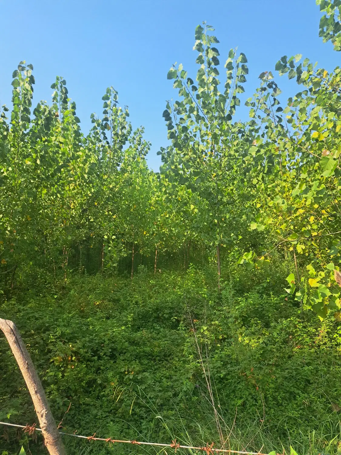 زمین باغی