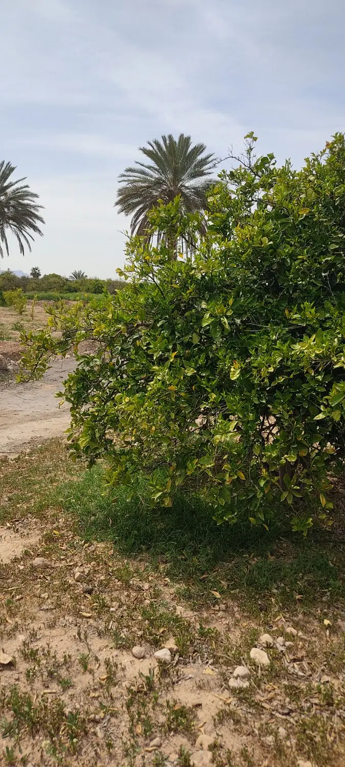 باغ 1000 متری روبه روی شهرک صنعتی داراب