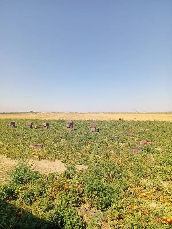 زمین کشاورزی جهت همکاری