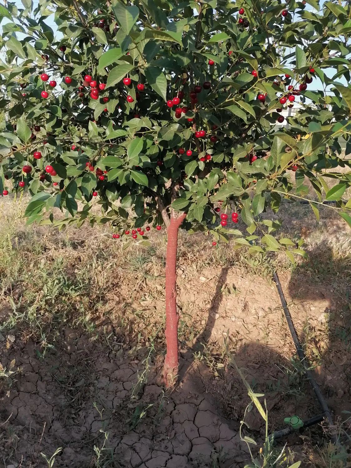 فروش دو قطعه زمین خام مناسب خانه‌باغ