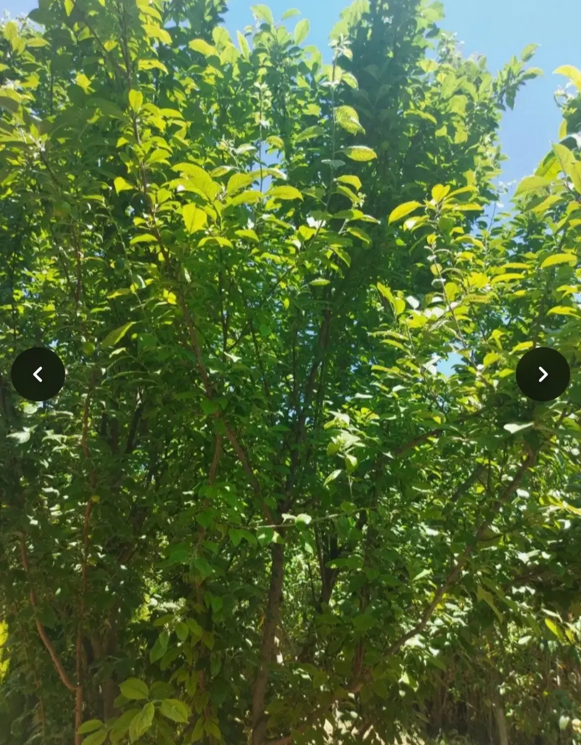 زمین خالی اسدنژاد بالا ۱۳ هکتاری(فیروزبهرام)