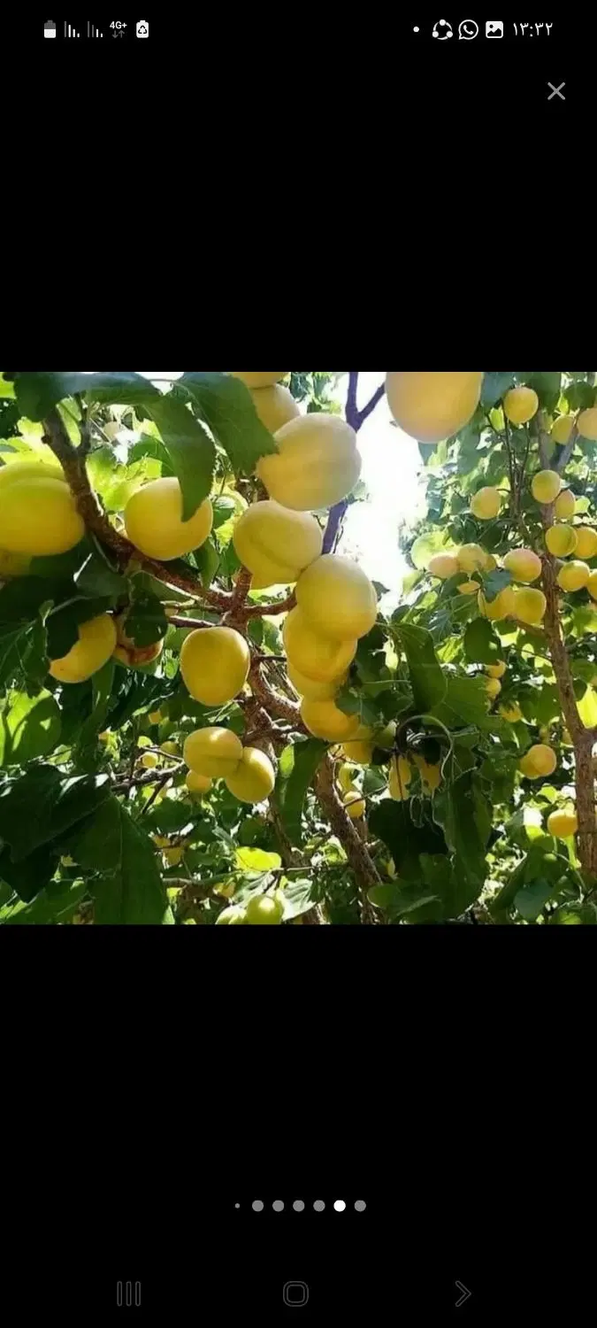 باغ دونبش جنب چاه امید ناجی آباد