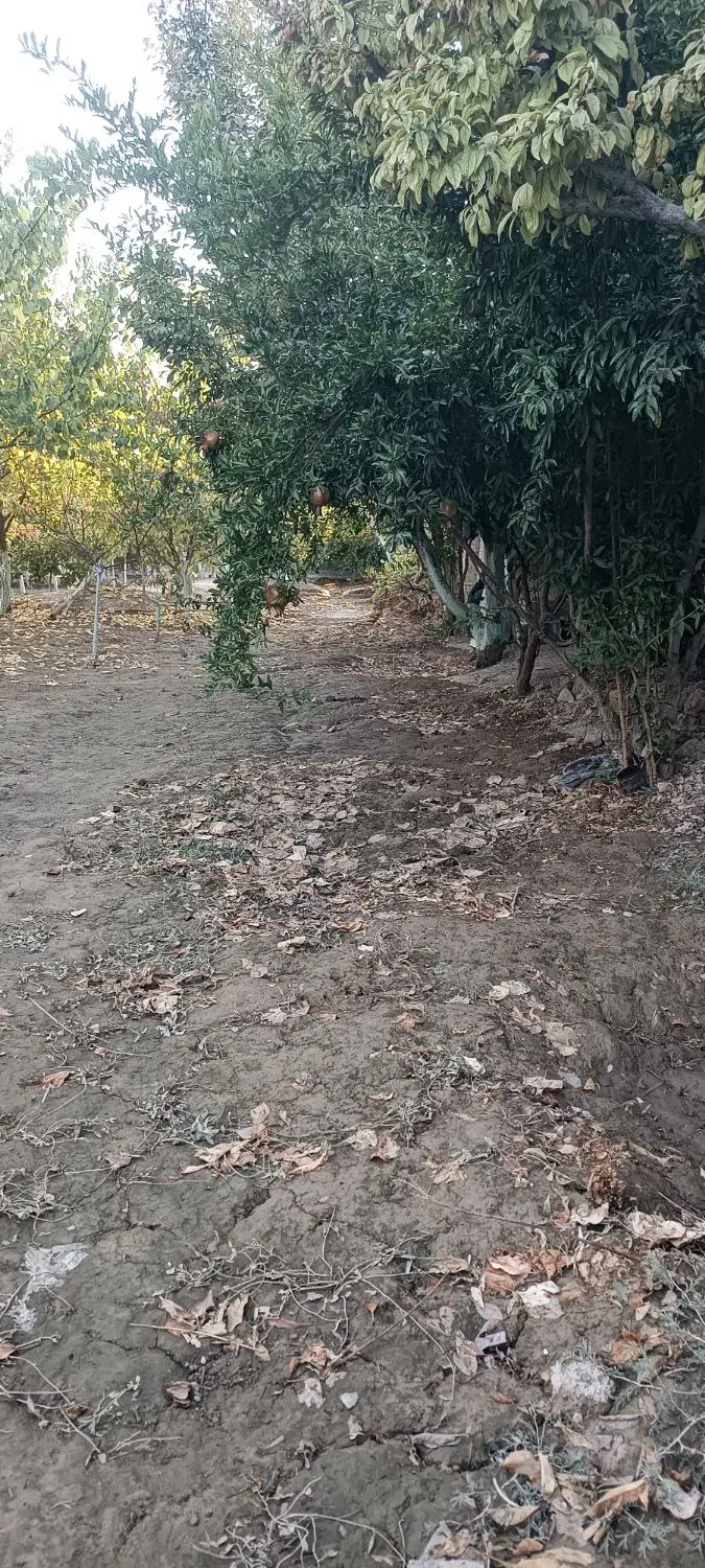 باغ با درختان 13سال