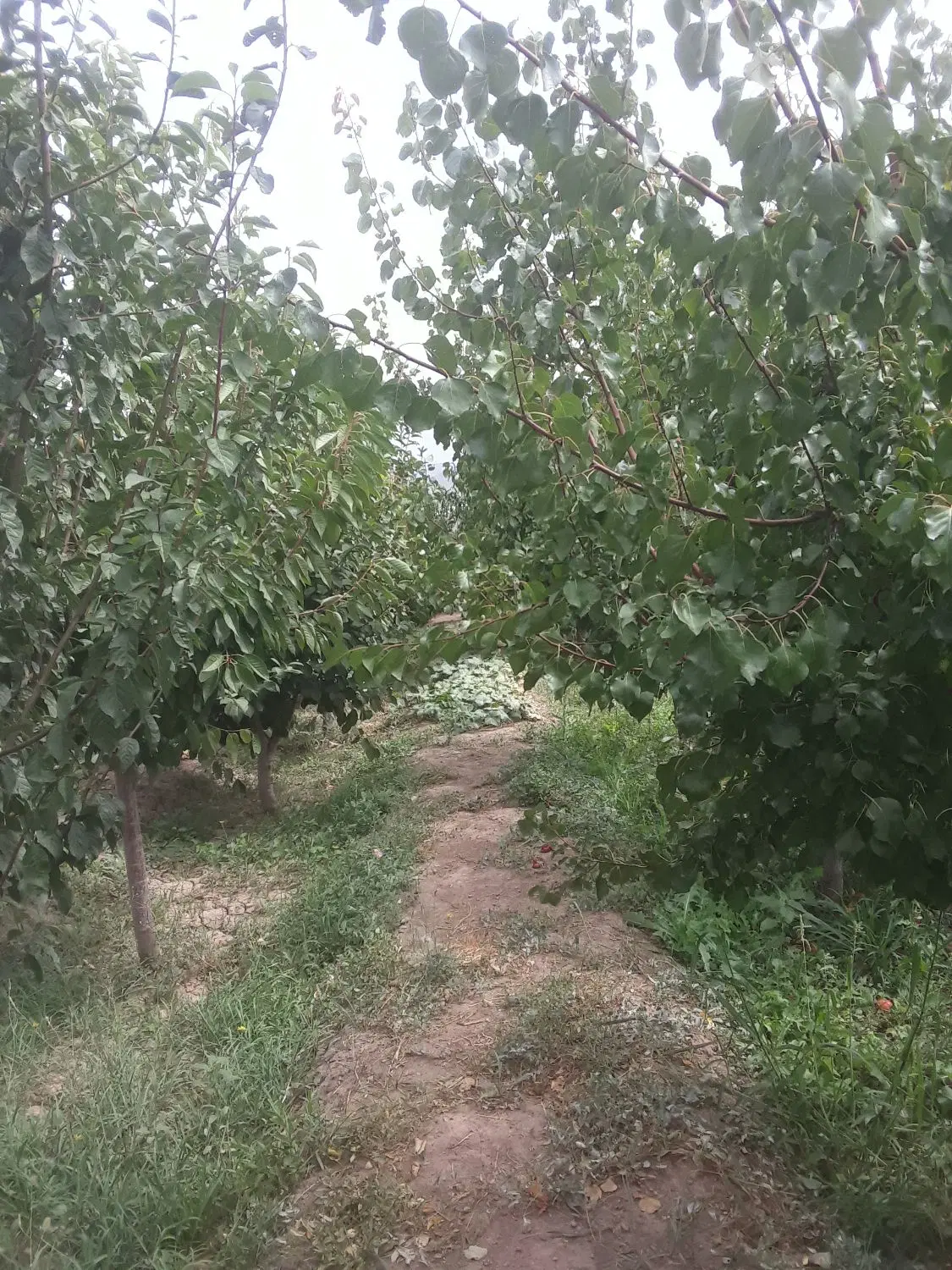 باغ