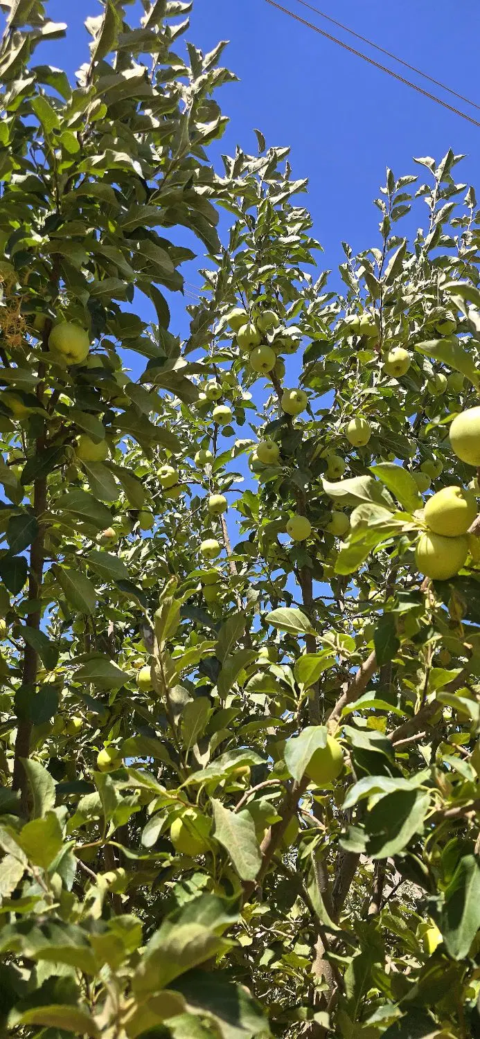 اجاره باغ سیب درختی