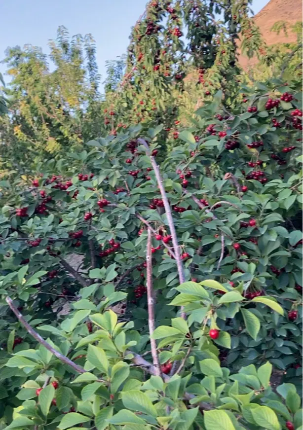 باغ گیلاس فروشی