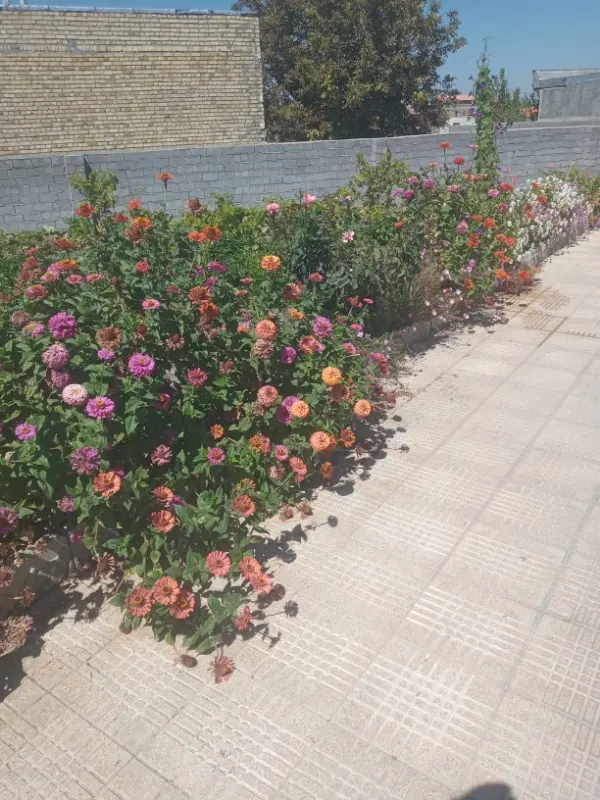 زمین ویلایی نظرآباد افتخار جاده سنتو