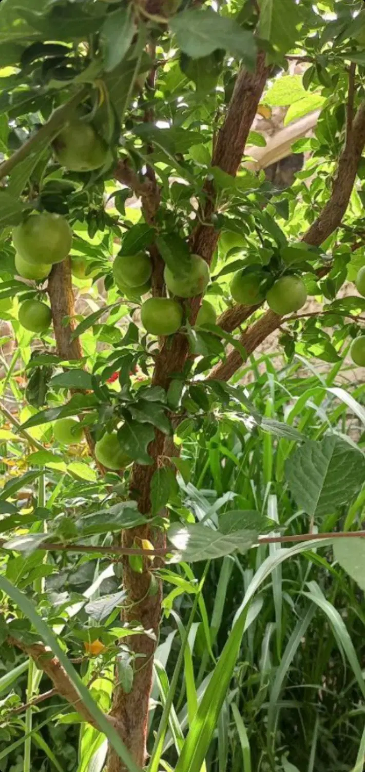 خانه باغ در فیروزکوه
