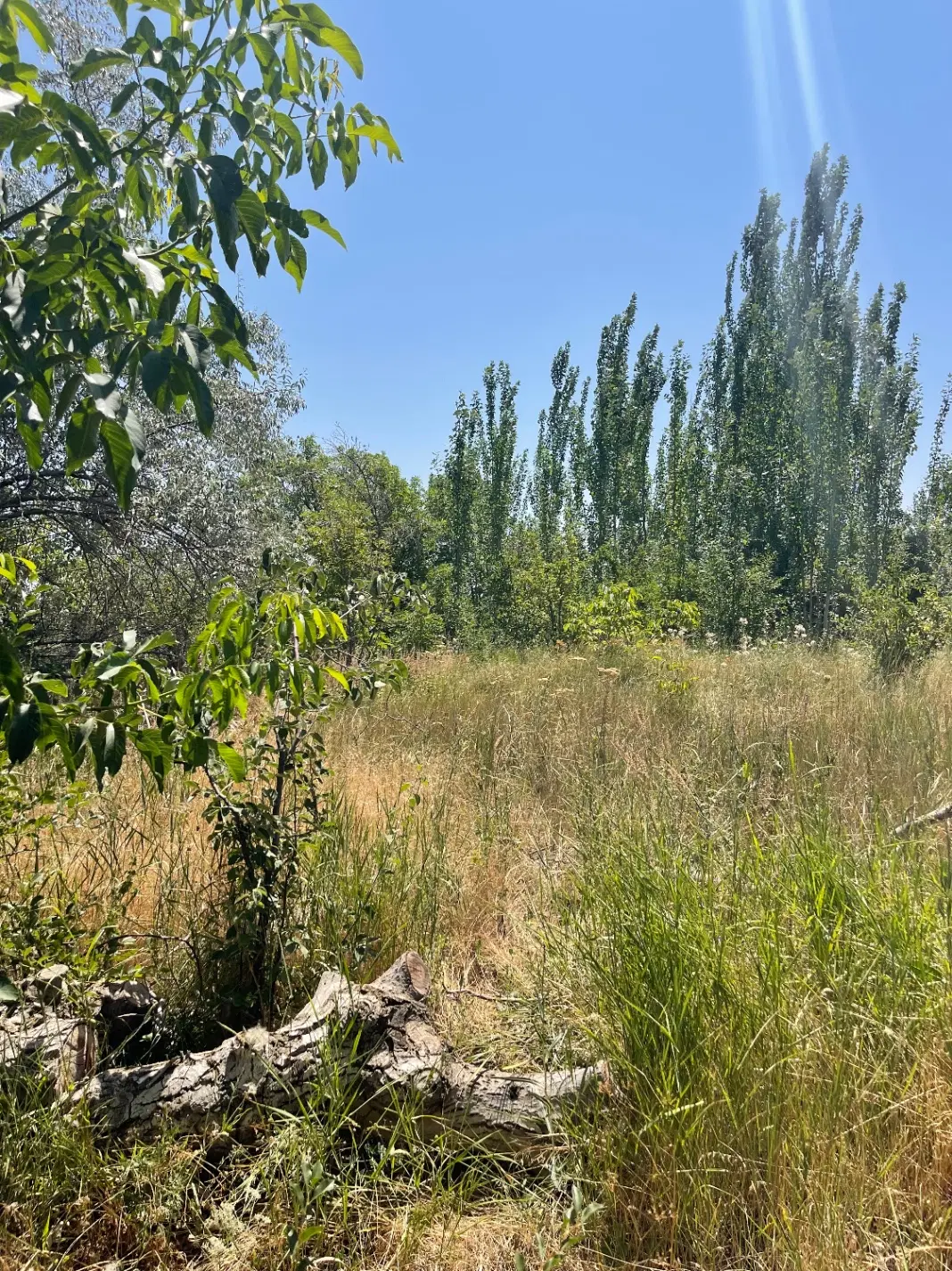 باغ ویلایی و آماده