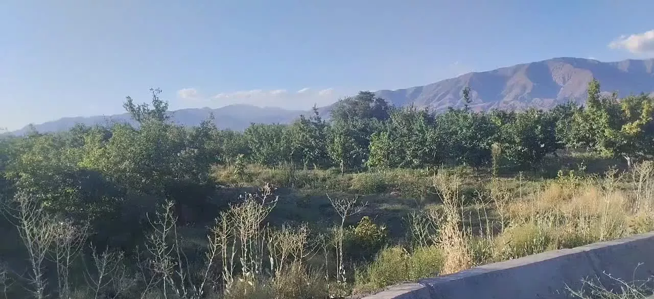 باغ آلو و گیلاس