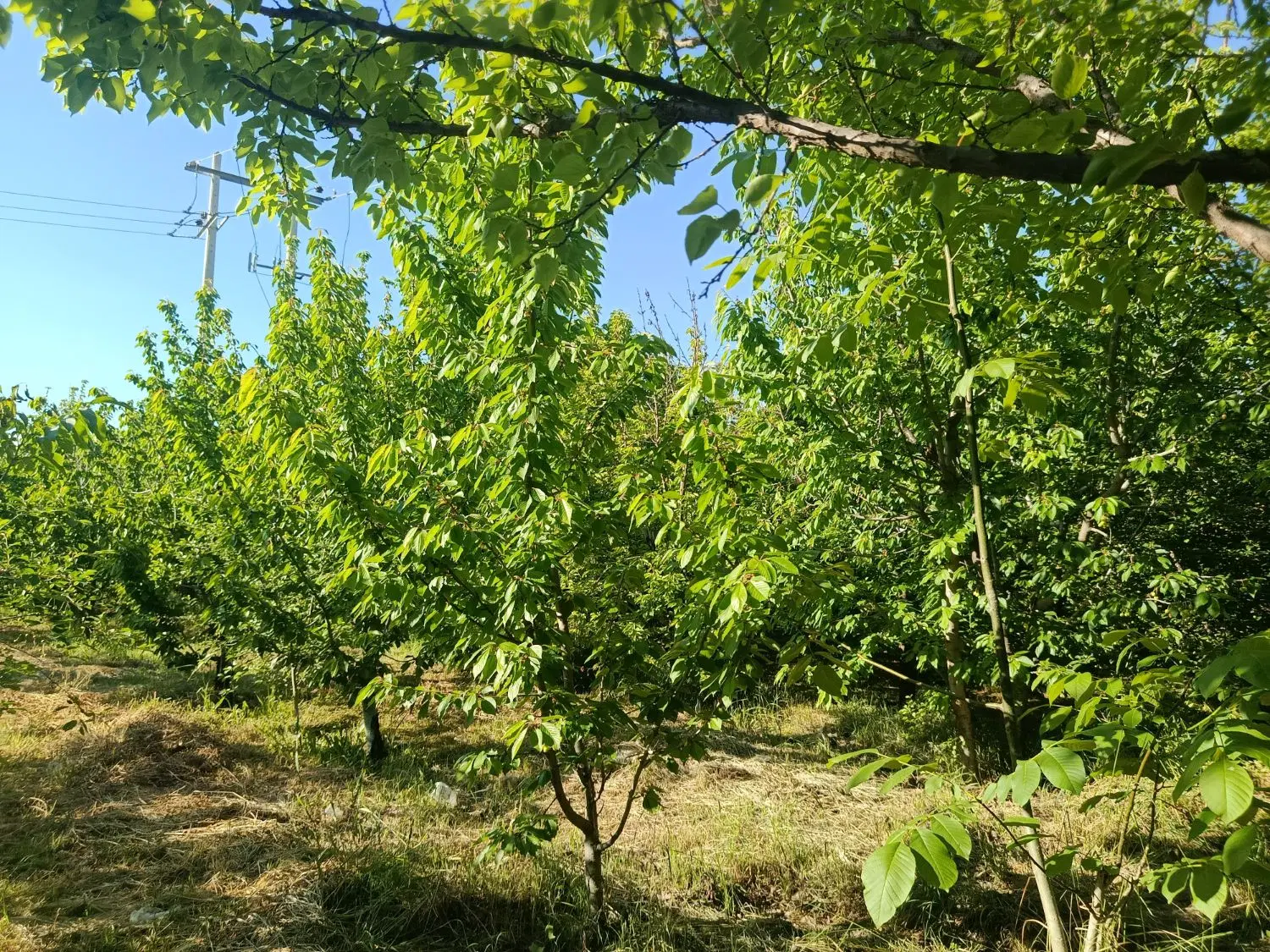 خونه کلنگی