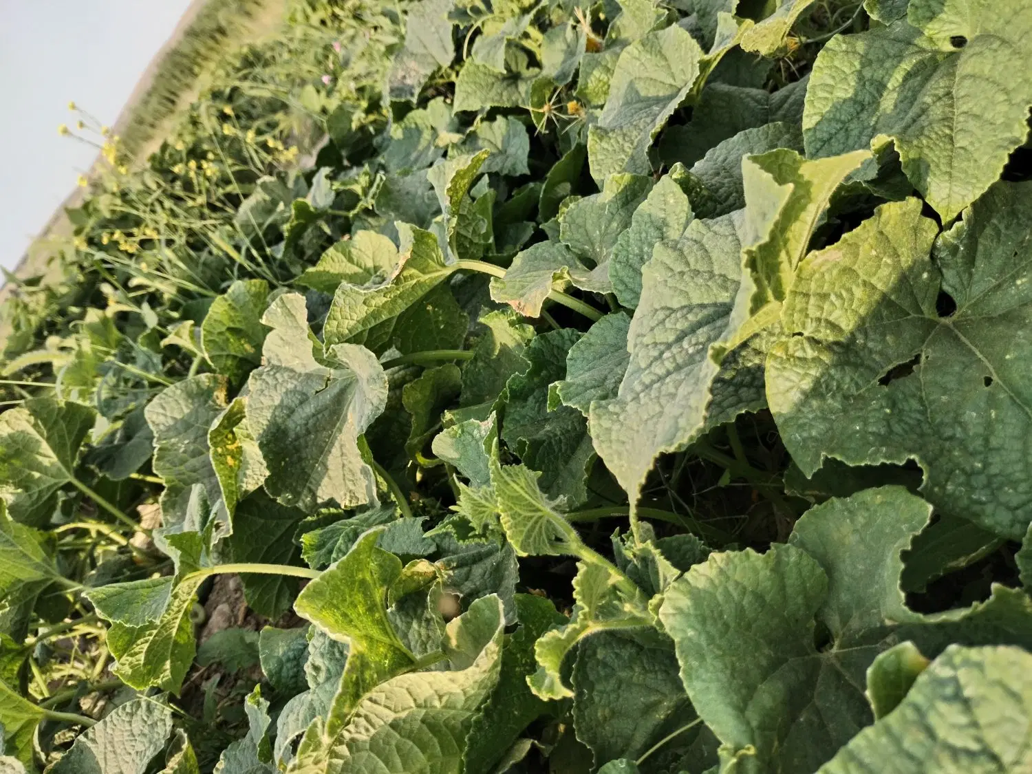 زمین کشاورزی خالی ارومیه روستای هفت آباد 3000 متر