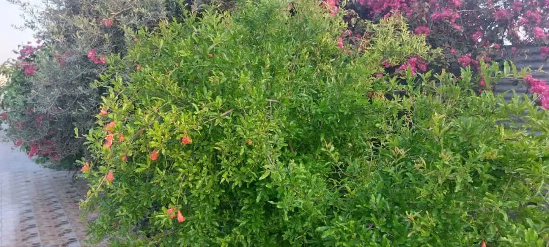 فروش باغچه کوی خاطره