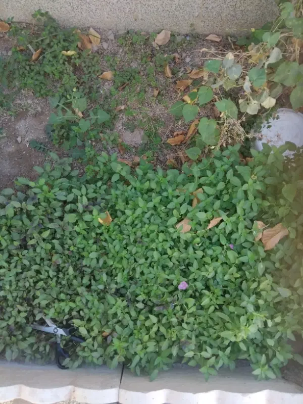 زمین فروشی