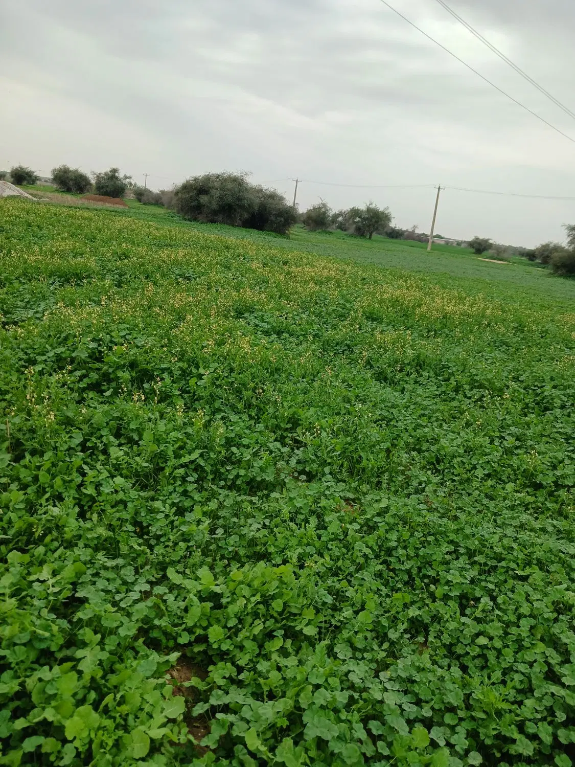 فروش زمین باغ شهری