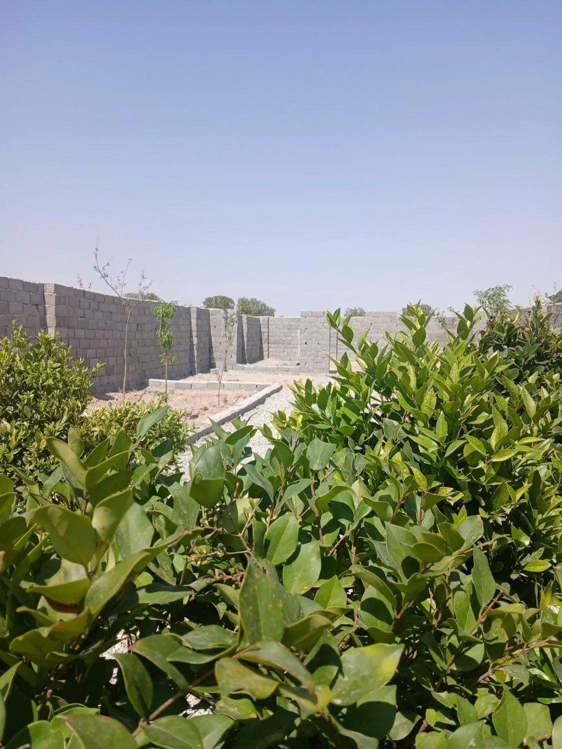 باغ و باغچه _ سند تک برگ