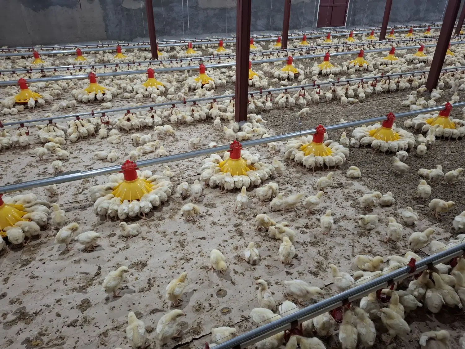 مرغداری 15000قطعه ای گوشتی